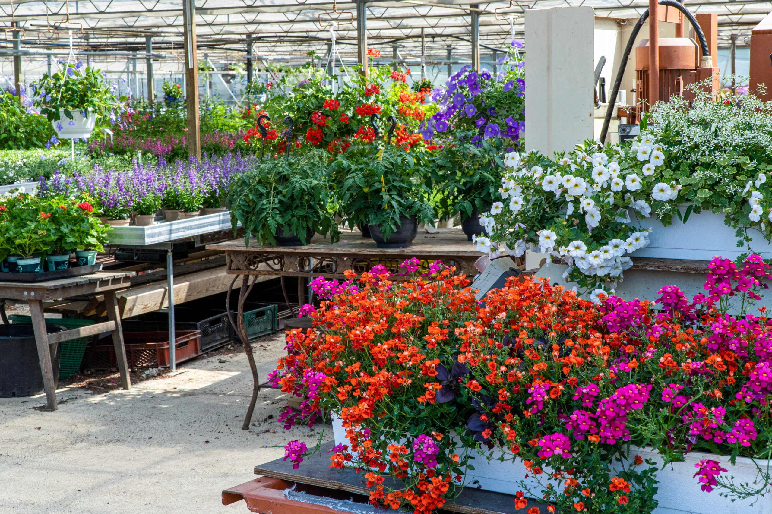 Färgstarka blomsterarrangemang i Välaplantors växthus.